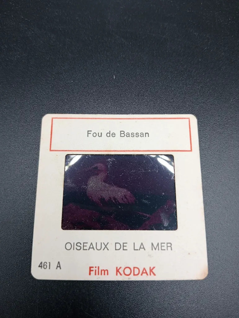 Diapositives Oiseaux de la Mer – Film Kodak – série 461 – fou de Bassan, goéland argenté, cormoran, mouette tridactyle – lot de 6 diapositives pédagogiques