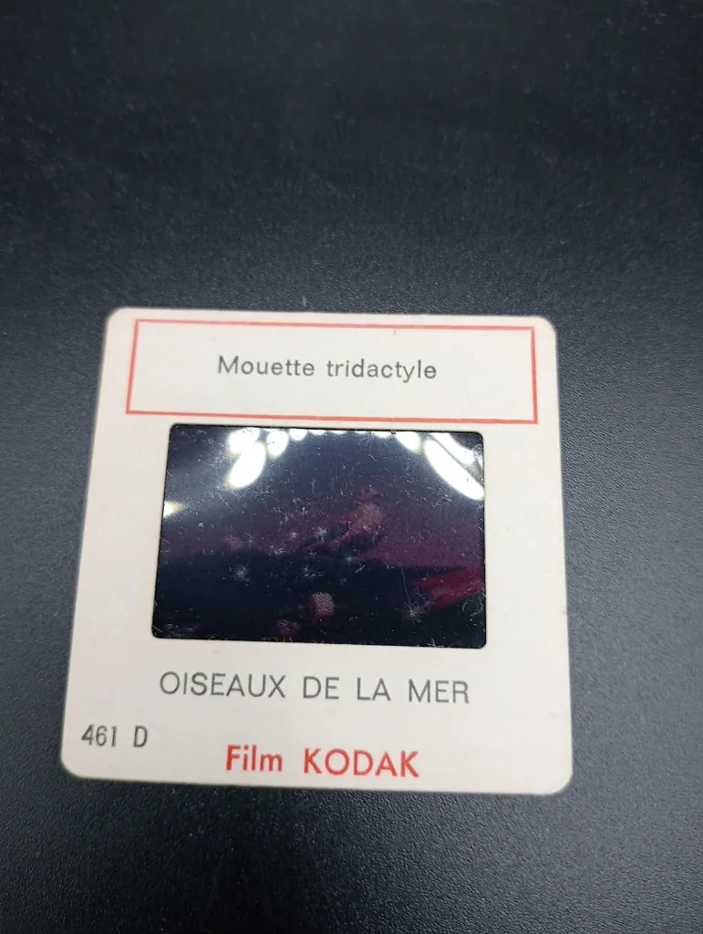 Diapositives Oiseaux de la Mer – Film Kodak – série 461 – fou de Bassan, goéland argenté, cormoran, mouette tridactyle – lot de 6 diapositives pédagogiques