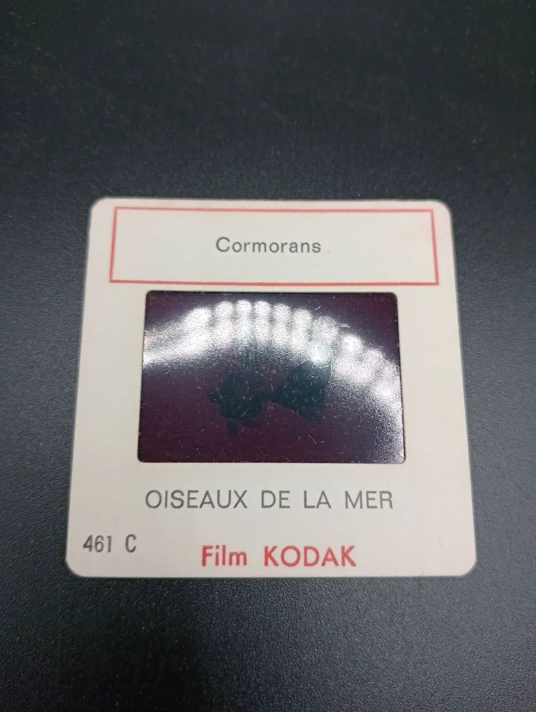 Diapositives Oiseaux de la Mer – Film Kodak – série 461 – fou de Bassan, goéland argenté, cormoran, mouette tridactyle – lot de 6 diapositives pédagogiques