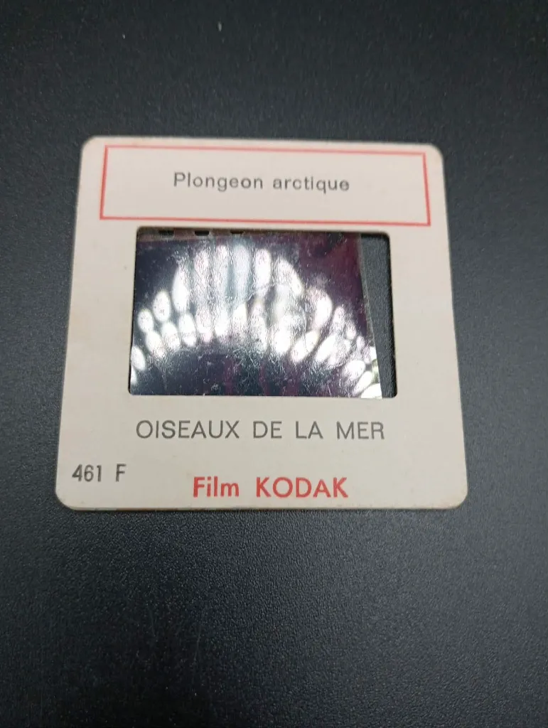Diapositives Oiseaux de la Mer – Film Kodak – série 461 – fou de Bassan, goéland argenté, cormoran, mouette tridactyle – lot de 6 diapositives pédagogiques